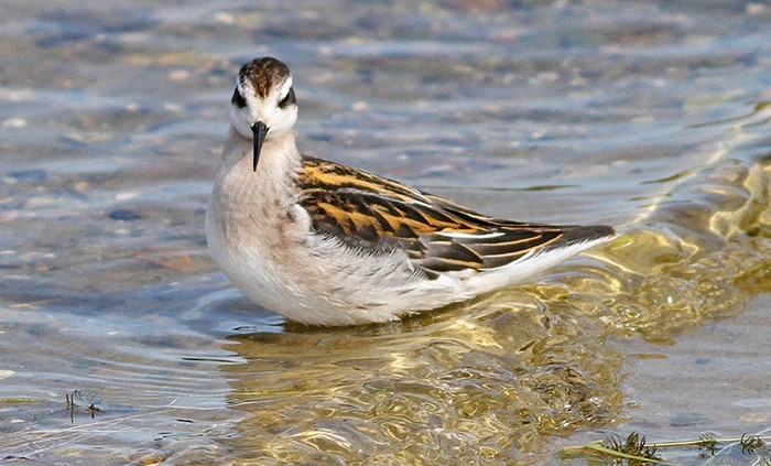 Red-necked Phalarope
