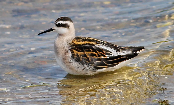 Red-necked Phalarope