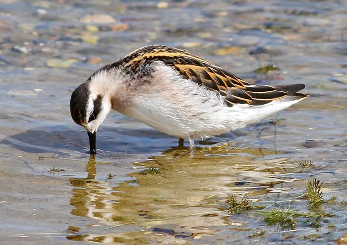 Red-necked Phalarope