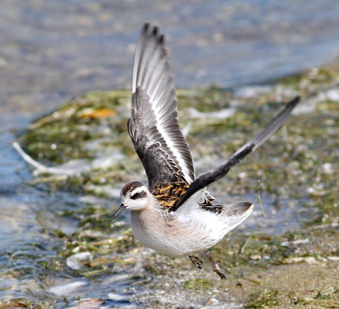 Red-necked Phalarope