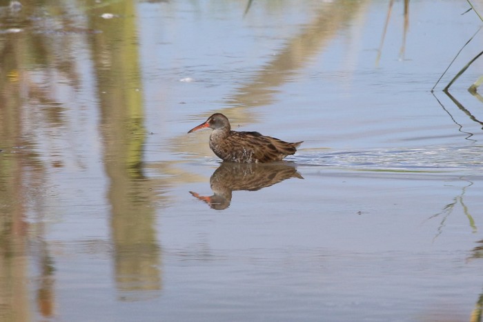 Water Rail