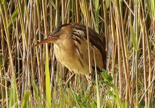 Little Bittern