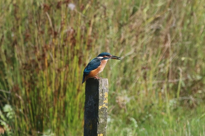Kingfisher