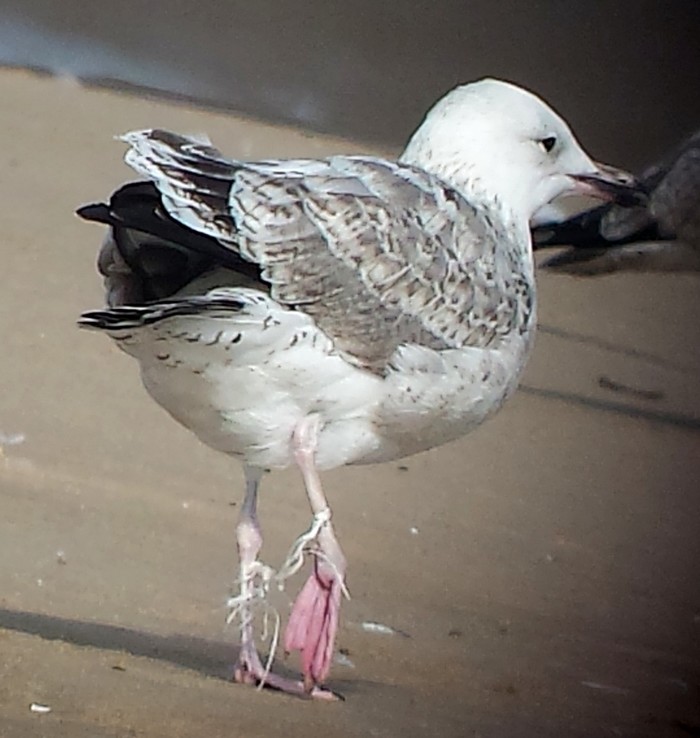 Caspian Gull