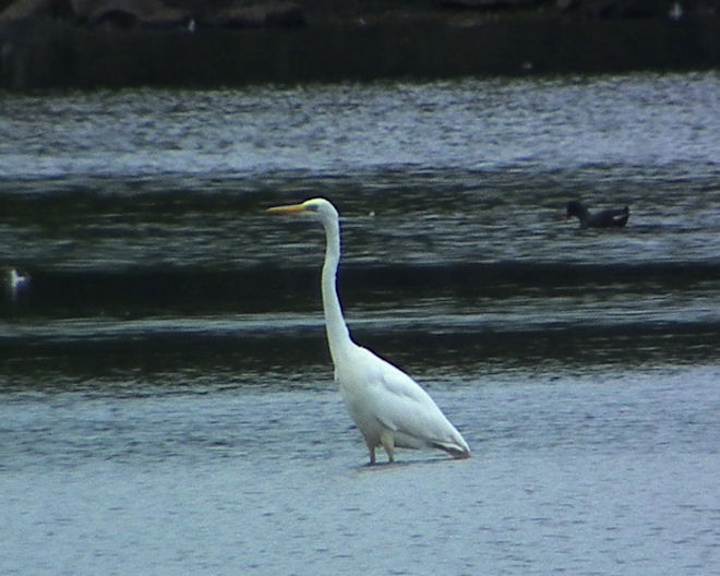 Great White Egret