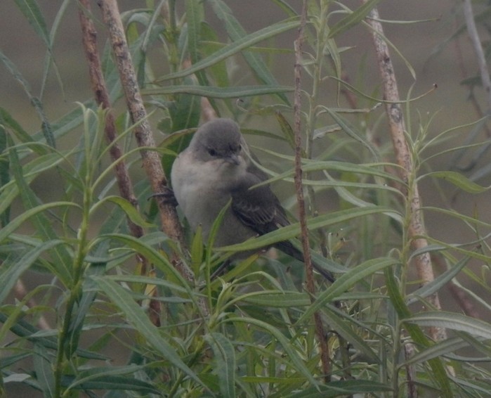 Barred Warbler