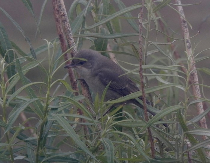 Barred Warbler