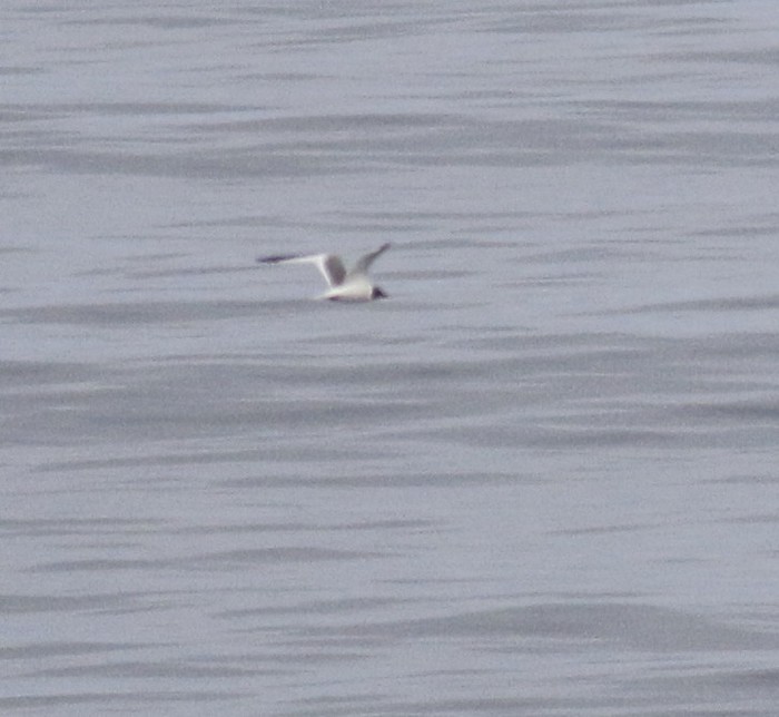 Sabine's Gull