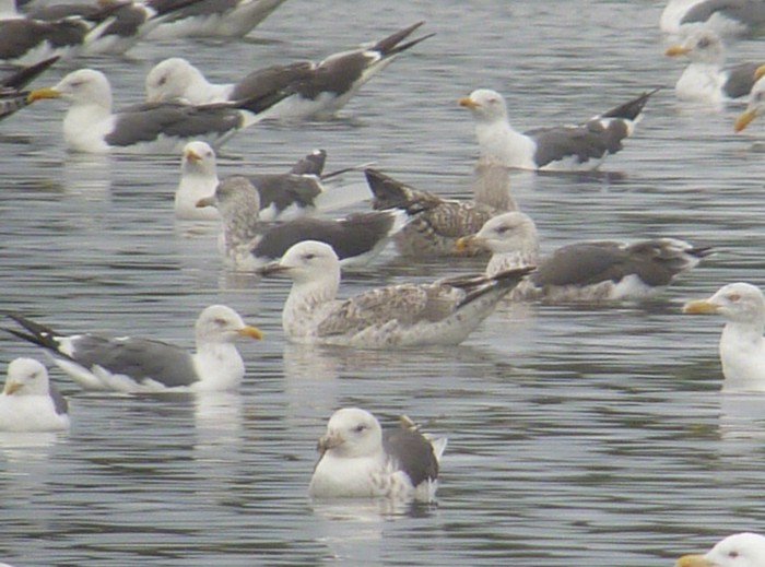Caspian Gull