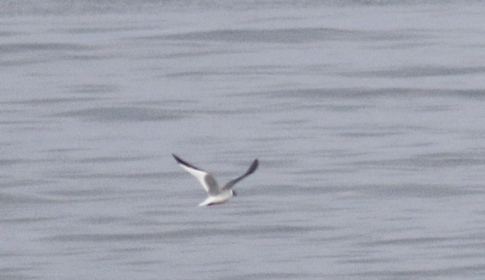 Sabine's Gull