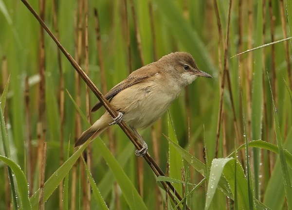 Great Reed Warbler