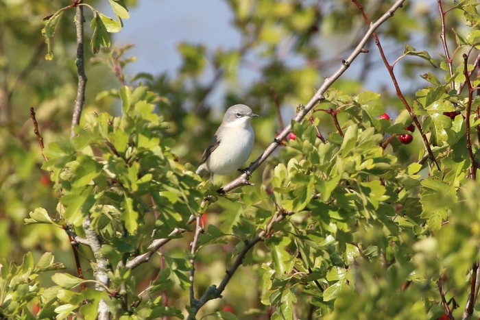 Lesser Whitethroat