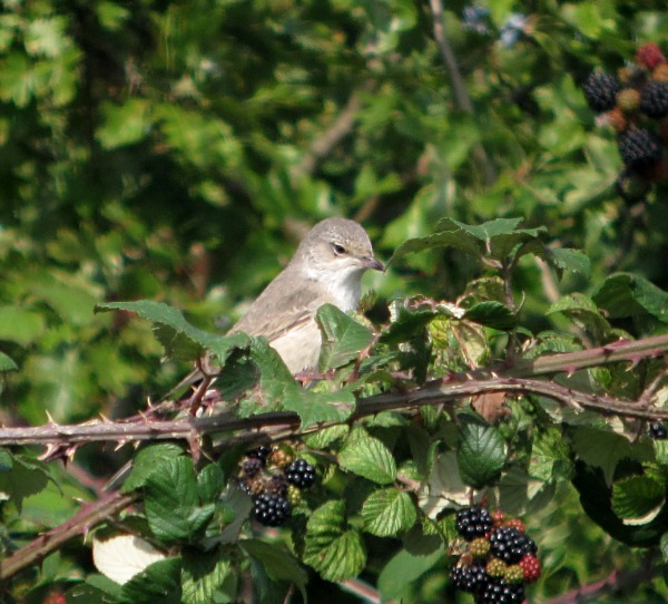 Barred Warbler