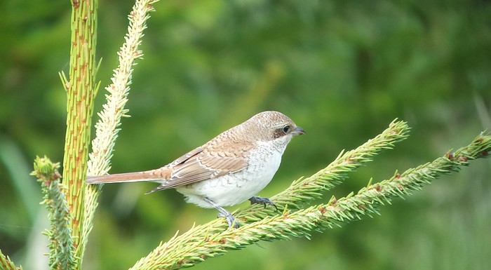 Red-backed Shrike