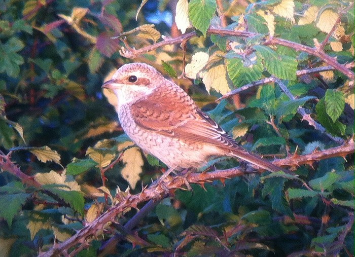 Red-backed Shrike