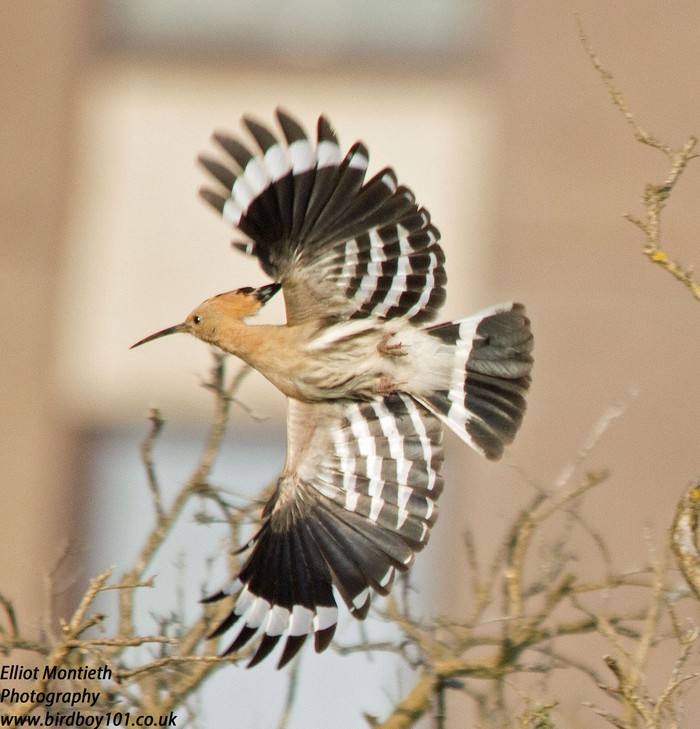 Hoopoe