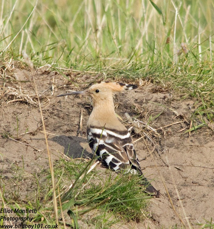 Hoopoe