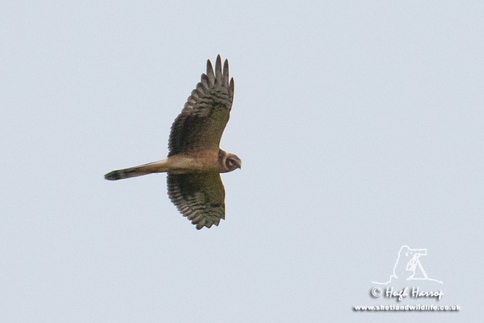 Pallid Harrier