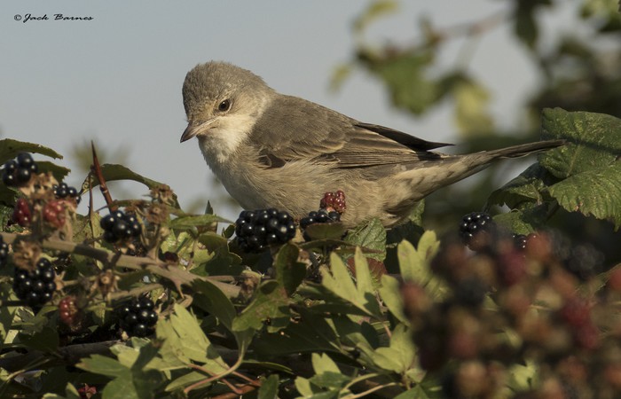 Barred Warbler