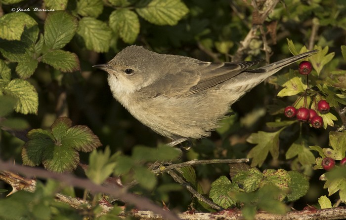 Barred Warbler