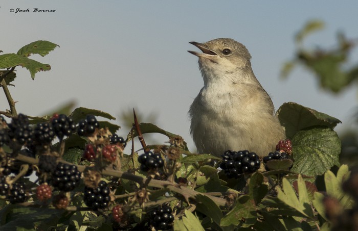 Barred Warbler
