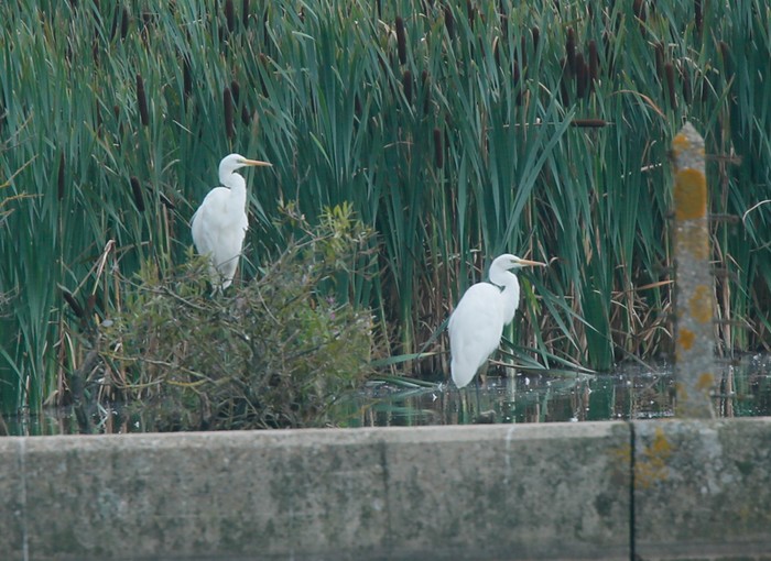 Great White Egret