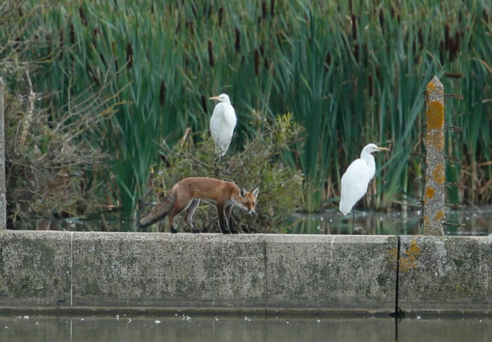 Great White Egret