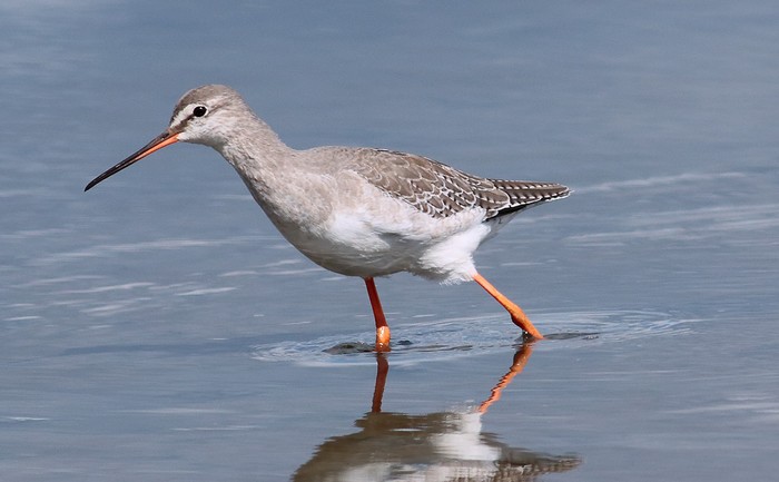 Spotted Redshank