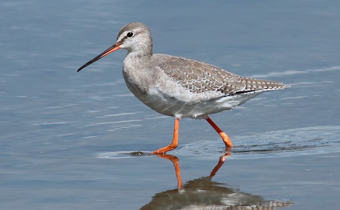 Spotted Redshank