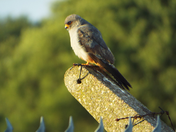 Red-footed Falcon