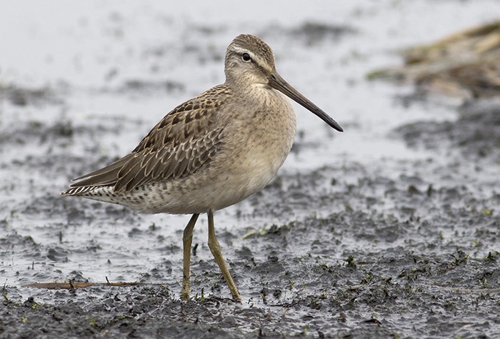 Long-billed Dowitcher