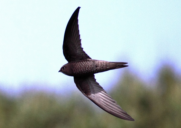 Pallid Swift