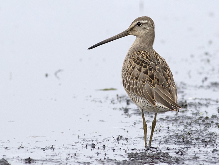 Long-billed Dowitcher