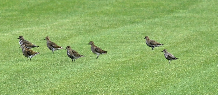 Pacific Golden Plover
