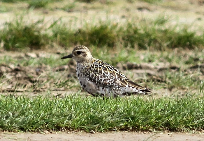 Pacific Golden Plover
