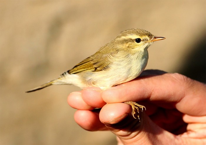 Greenish Warbler