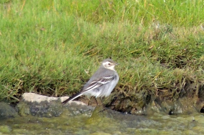 Citrine Wagtail