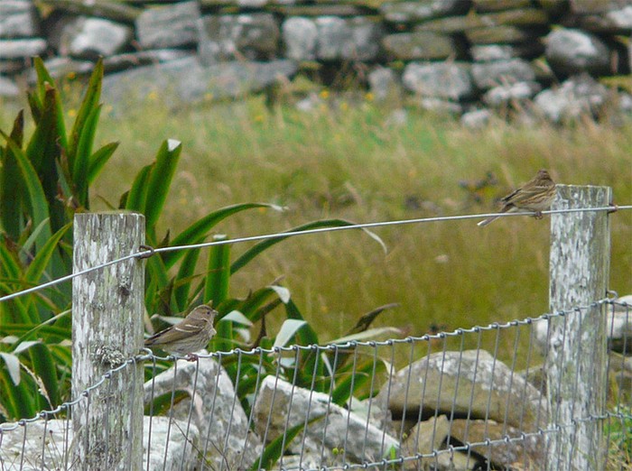 Common Rosefinch