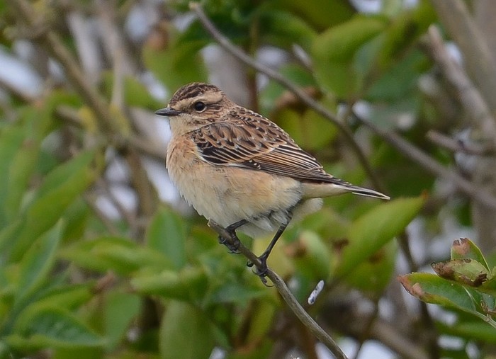 Whinchat