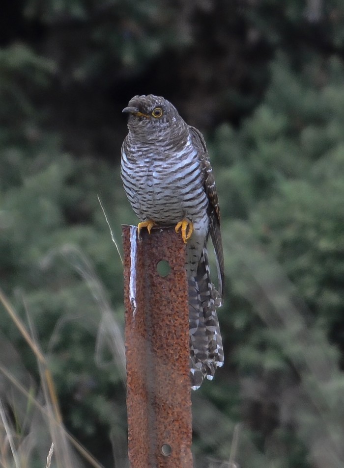 Cuckoo