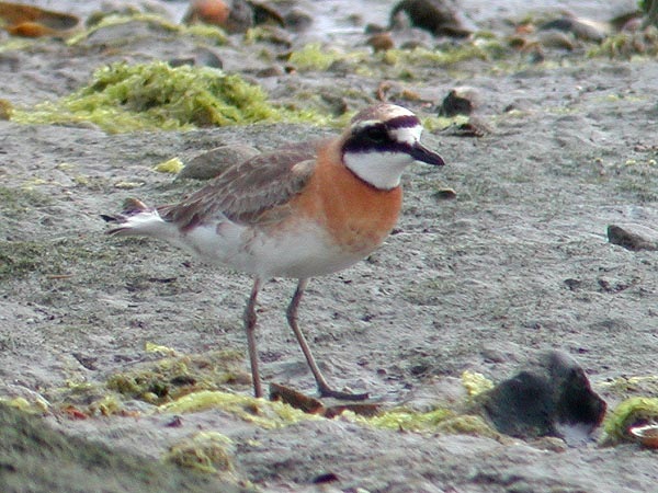 Mongolian Sand Plover
