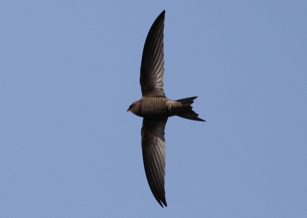 Pallid Swift