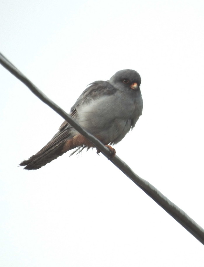 Red-footed Falcon
