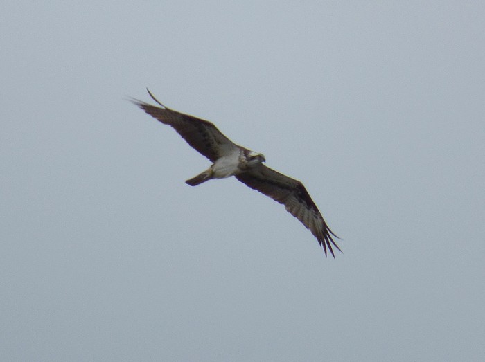 Osprey