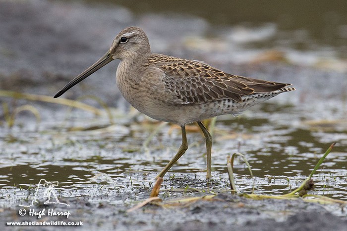 Long-billed Dowitcher