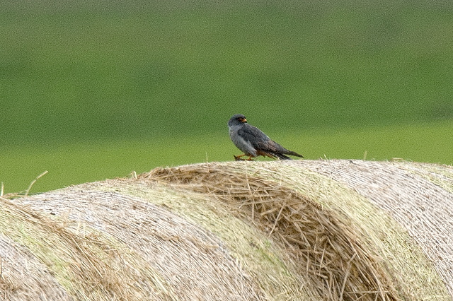 Red-footed Falcon