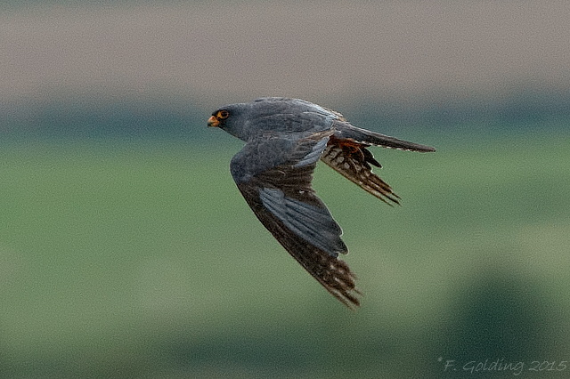 Red-footed Falcon