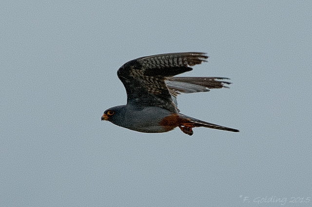 Red-footed Falcon