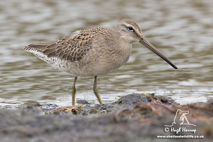 Long-billed Dowitcher