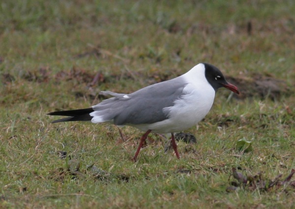 Laughing Gull
